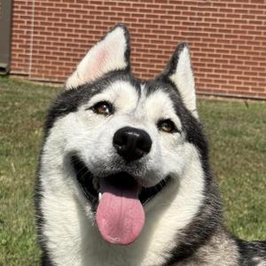 Freya, Husky, puppy, available for adoption