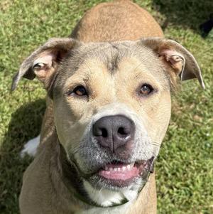 Candy, Pit Bull Terrier / Great Pyrenees, adult, available for adoption