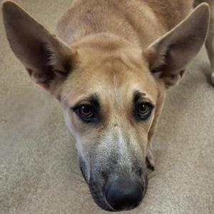 A close-up of a brown dog with large ears and a black nose, looking directly at the camera.