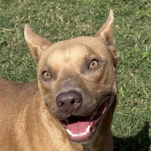 a brown dog with perked ears and a happy expression, standing on grass