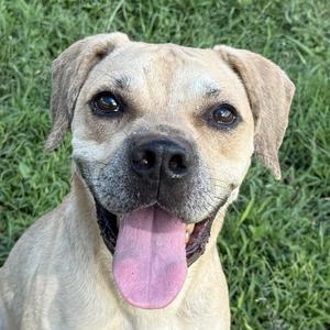 Hemi, Labrador Retriever, adult, available for adoption