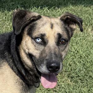 Diego, German Shepherd Dog / Mixed Breed, young, available for adoption