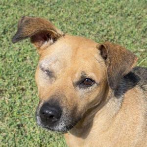 A close-up of a brown dog with floppy ears, looking directly at the camera, sitting on a grassy surface.