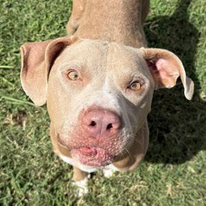 Chewy, Pit Bull Terrier, young, available for adoption