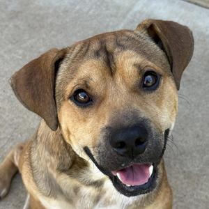 Oogie Boogie, Mixed Breed, adult, available for adoption