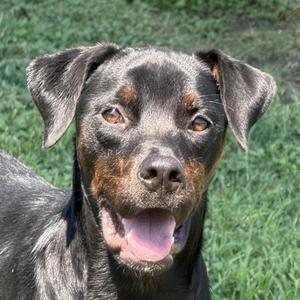 A black and tan dog with floppy ears and a pink tongue, standing in a grassy area.