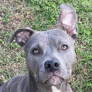 A close-up of a gray pit bull terrier with one ear perked up and the other flopped down, looking directly at the camera with bright eyes.