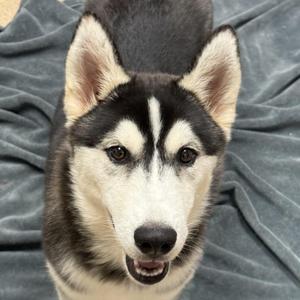 Ratty, Husky, puppy, available for adoption