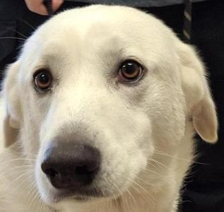 Aspen, Great Pyrenees / Shepherd, adult, available for adoption