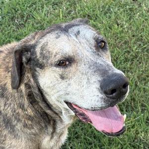 A close-up of a brindle dog with a black and gray face, its mouth open and tongue out, sitting on grass.