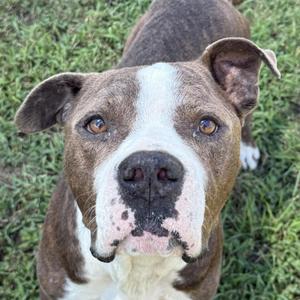 A brown and white dog with a white muzzle and brown eyes looking up at the camera, standing on green grass.