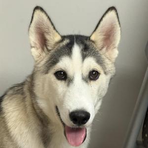 A close-up of a husky dog with a black and white face, standing against a gray background.