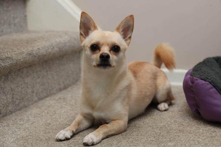 A small, light-colored dog with large ears and a short tail is lying on a carpeted floor near a staircase. The dog is looking directly at the camera with a calm expression. To the right, there is a purple and gray pet bed.