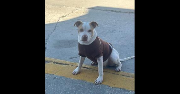A white and brown pitbull-type dog wearing a dark brown sweater sits on a gray concrete surface next to a yellow painted line.