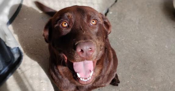 Trooper, Labrador Retriever, young, available for adoption