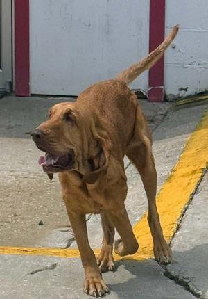 Honey, Bloodhound, adult, available for adoption