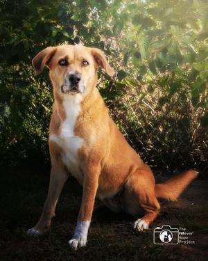Luti, Redbone Coonhound / 31 Flavors Mixes, adult, available for adoption