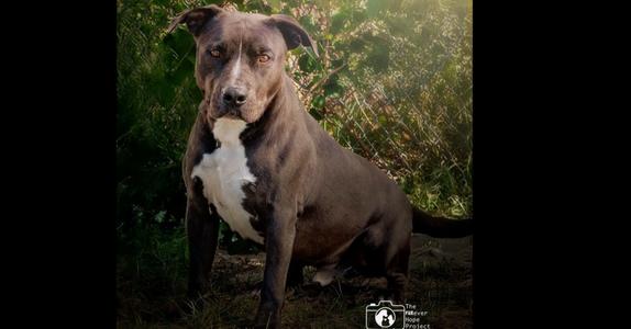 Beau, American Staffordshire Terrier, adult, available for adoption