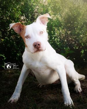 Teddy, Pit Bull Terrier, young, available for adoption