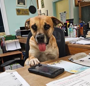 Willa, Hound / Labrador Retriever, senior, available for adoption
