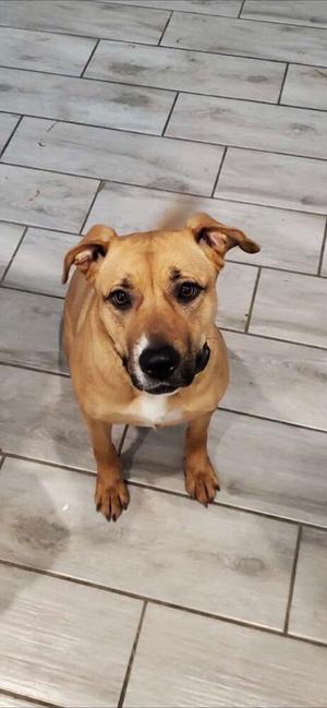 Luna, Black Mouth Cur / German Shepherd Dog, adult, available for adoption