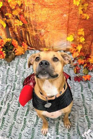 Betty, Boxer, adult, available for adoption