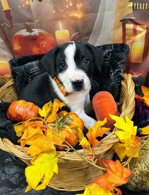 Espresso, Labrador Retriever, puppy, available for adoption