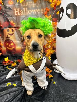 Donut, Hound, young, available for adoption