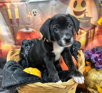 Biscuit, Labrador Retriever, puppy, available for adoption