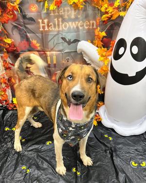 Remington, Hound / Labrador Retriever, young, available for adoption