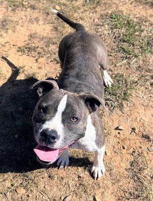 Tink, Pit Bull Terrier, adult, available for adoption