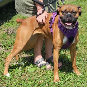 Ella, Boxer, adult, available for adoption