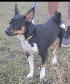 A black and white dog with brown markings standing on grass.