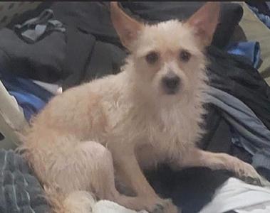 A small, fluffy dog with light-colored fur sitting on a pile of clothes.