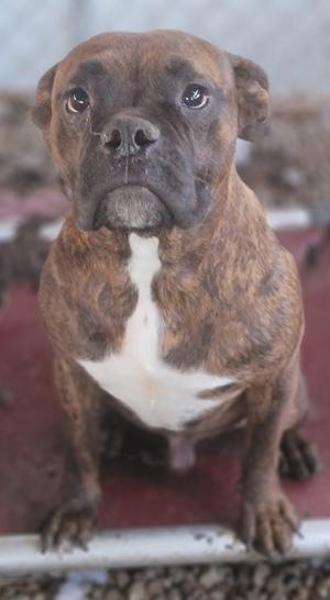 A brindle and white dog sitting on a red surface