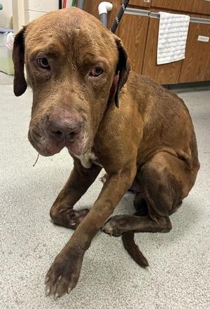 Abel, Pit Bull Terrier / Mixed Breed, adult, available for adoption