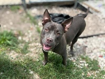 Cindy, Terrier / Mixed Breed, young, available for adoption