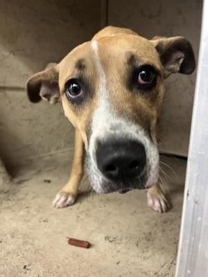 Beanie, Terrier / Mixed Breed, adult, available for adoption