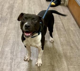 B3 Ultra Droid, American Staffordshire Terrier / Mixed Breed, adult, available for adoption