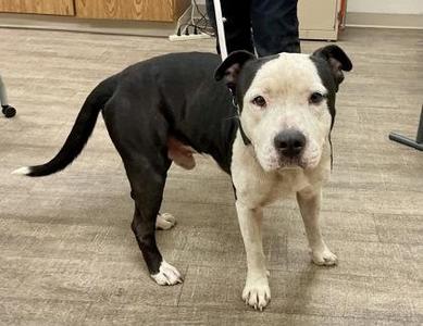 Bruce, Pit Bull Terrier / Mixed Breed, adult, available for adoption