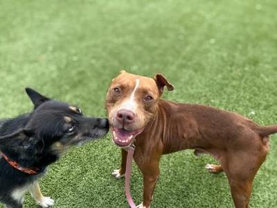 Two dogs playing on a grassy field
