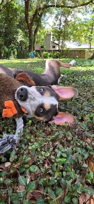 Camo, Hound / Mixed Breed, adult, available for adoption