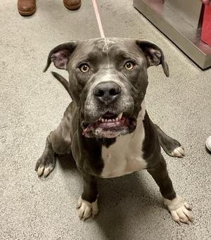 Cain, Pit Bull Terrier / Mixed Breed, adult, available for adoption