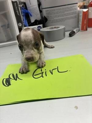 A small puppy standing on a green piece of paper with the words "Girl" written on it.