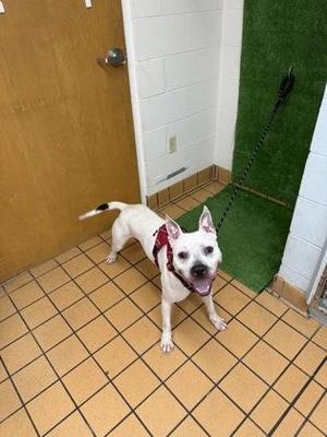 Calvin, American Bulldog / Mixed Breed, adult, available for adoption