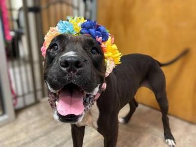 Bonnie, American Bulldog / Mixed Breed, adult, available for adoption