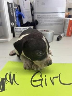 Akira, Pit Bull Terrier / Mixed Breed, puppy, available for adoption