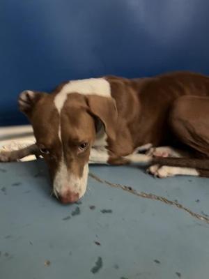 Brooklyn, Hound / Mixed Breed, puppy, available for adoption