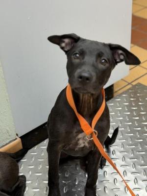 Barracuda, Terrier / Mixed Breed, puppy, available for adoption