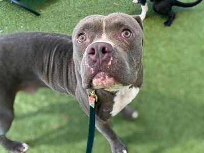 A gray pit bull dog with a white chest and a green leash, standing on artificial grass.